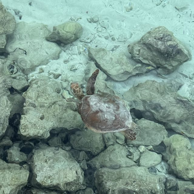 メトル島で憧れの水上コテージ🏝️