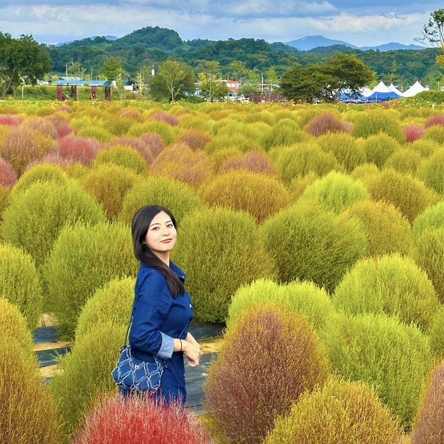 가을나들이명소 연천 댑싸리공원🌳🍁