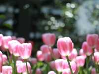 Miracle of Natural สวนดอกไม้เมืองหนาว 🌸🌹🌻💐