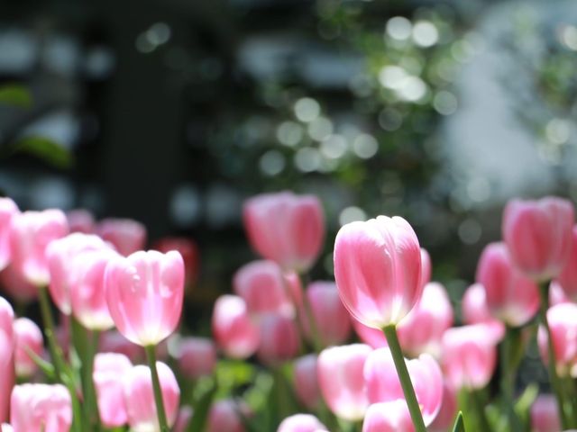 Miracle of Natural สวนดอกไม้เมืองหนาว 🌸🌹🌻💐