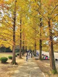 늦가을 즐기기 딱좋은 메타세콰이어길🍂