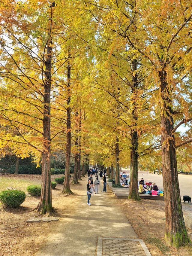 늦가을 즐기기 딱좋은 메타세콰이어길🍂