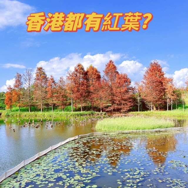 香港都有紅葉？🍂🍂🍂天水圍濕地公園🌳