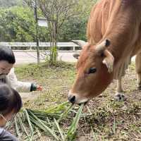 兔年好大家好探訪新界原居民