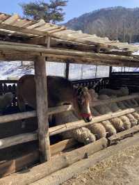춘천 눈꽃여행 명소