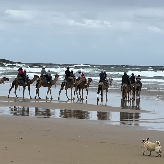 Relaxing camel ride on the dunes and the beach 