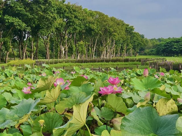 เดินเล่น ออกกำลังกาย ถ่ายรูป ที่สวนรถไฟ กรุงเทพฯ