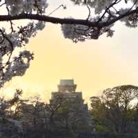 Stunning with Osaka castle in cherry blossum