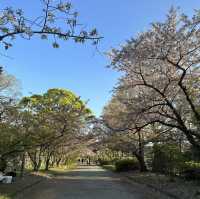 Sakura in Fukuoka!!! 