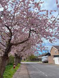 🇬🇧 영국 런던 벚꽃 명소, 크롤리 Crawley 🌸