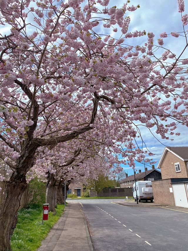 🇬🇧 영국 런던 벚꽃 명소, 크롤리 Crawley 🌸