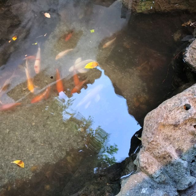 【沖縄】中国式庭園✨福州園