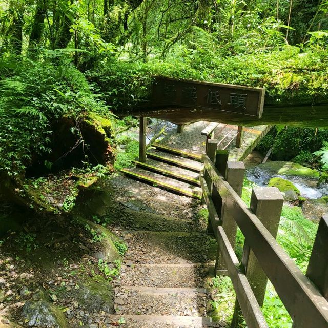 桃園景點｜拉拉山神木群步道