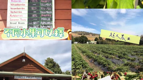 Super happy experience in Australia❤️Sorell Fruit Farm😃fresh fruits ready to pick — traveler post in Sorell