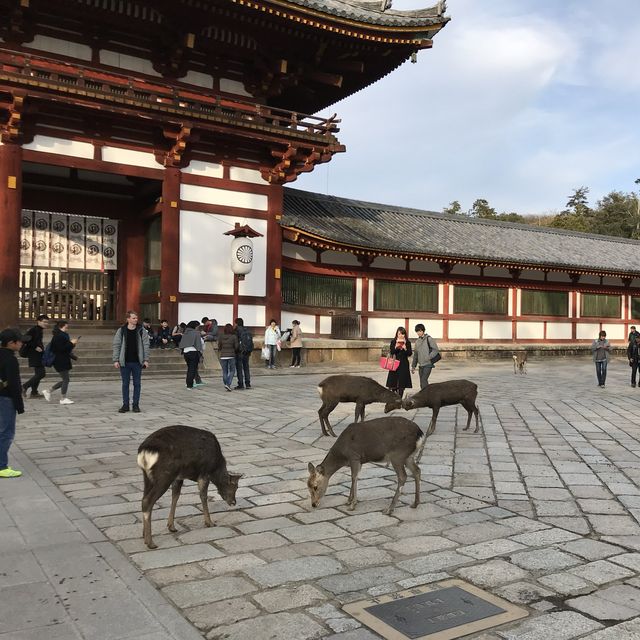 鹿群環繞的古都風情