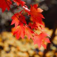 Beautiful autumn view of Odaesan NationalPark