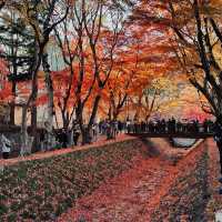 2023河口湖紅葉一個人旅行