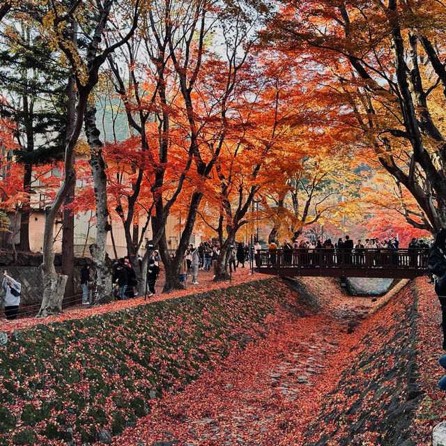 2023河口湖紅葉一個人旅行