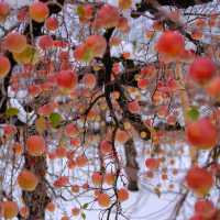 ชมและชิมที่สวนแอปเปิล เมืองUozu Toyama 