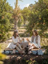 Jinju The Orange Farm สวนส้มที่ม่อนแจ่มฟีลเกาหลี🍊