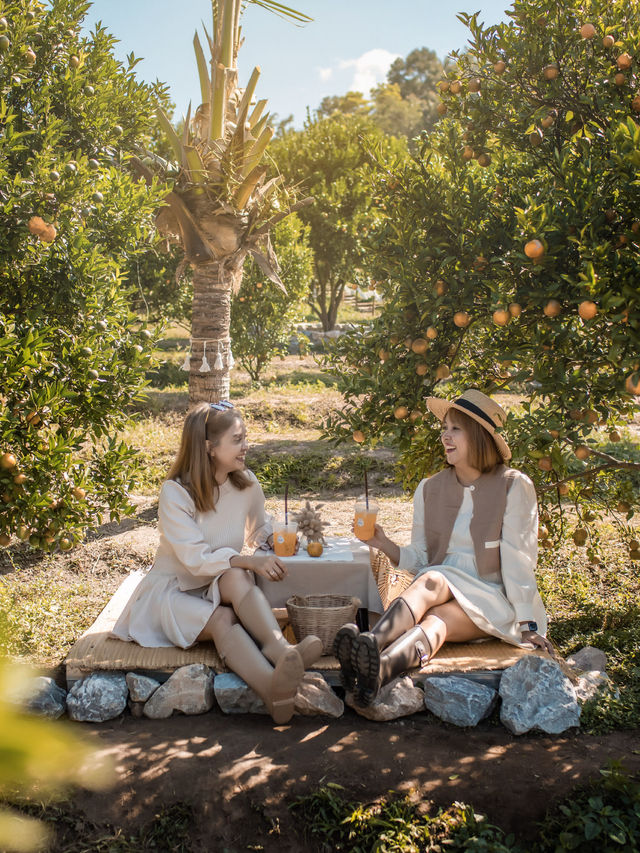 Jinju The Orange Farm สวนส้มที่ม่อนแจ่มฟีลเกาหลี🍊