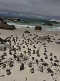 Boulders Beach : Simon's Town หาดแพนกวิ้น