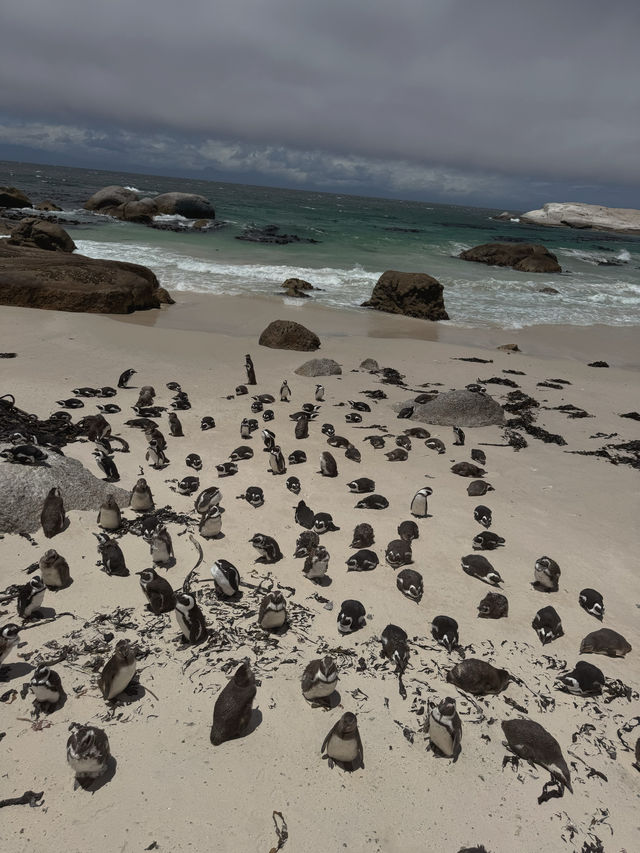 Boulders Beach : Simon's Town หาดแพนกวิ้น