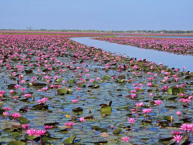 ทะเลบัวแดง จ.อุดรธานี