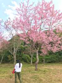 Pink flower mountain in Thailand