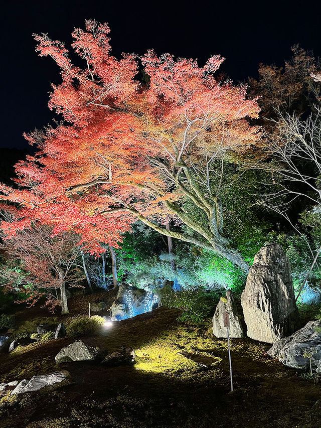 京都景點｜嵐山寶嚴院之夜楓