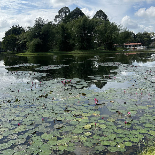 Taman Tasik Taiping a Green Paradise on Earth