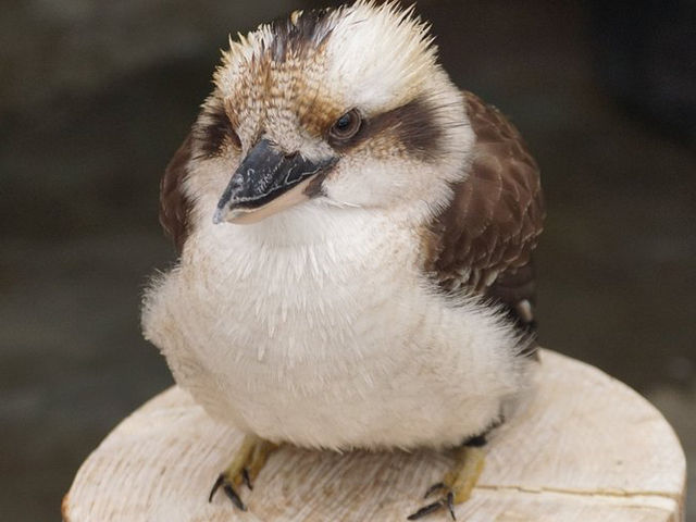 Kakegawa Bird Park