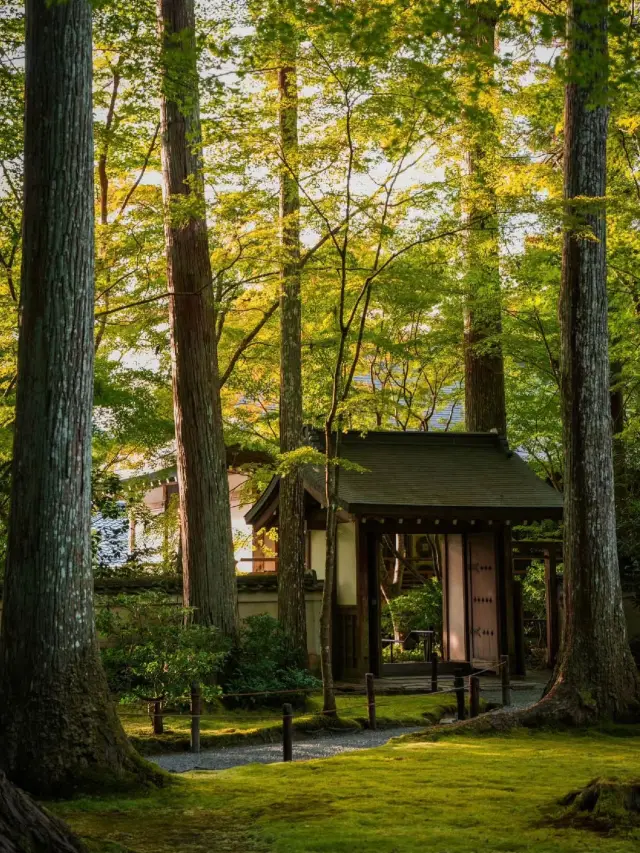 京都三千院：日本的古典庭園與靜謐美景🍁🏯