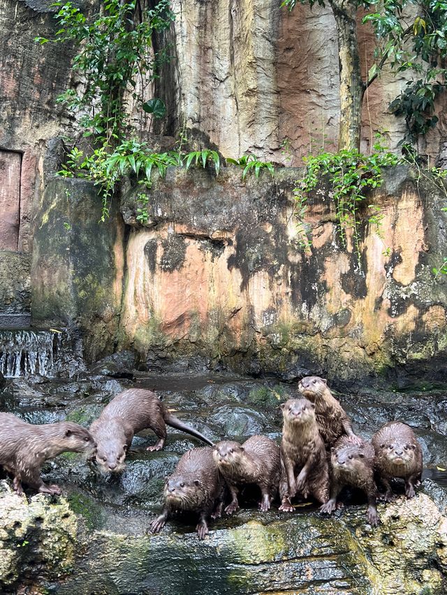 峇里親子遊❤️最大動物園😳Bali Safari and Marine Park🙈