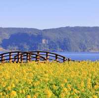 鹿兒島縣，指宿油菜花