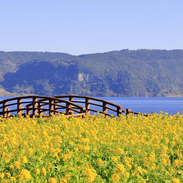 鹿兒島縣，指宿油菜花