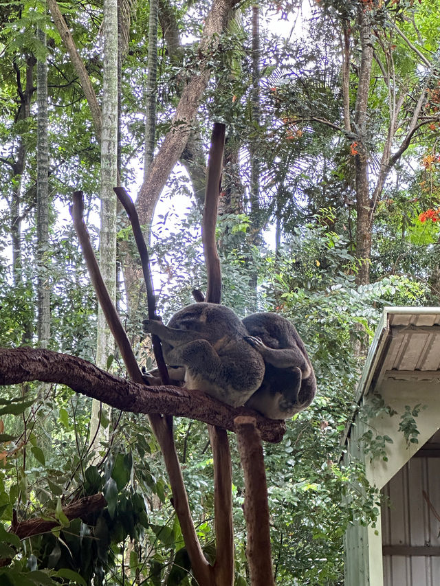 One day trip in ‘Brisbane’ 🇦🇺🐨