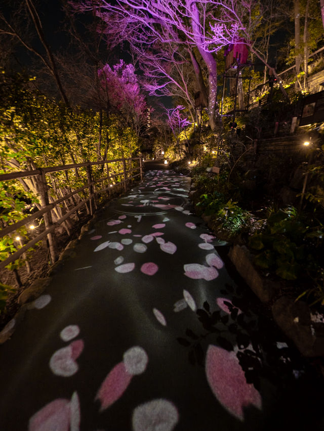 【春に見れる光のアート！🎨】桜の花びらが舞い散る演出が綺麗すぎる！🌸✨