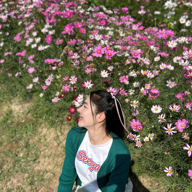 ชมทุ่งดอกไม้@ทับลาน💐