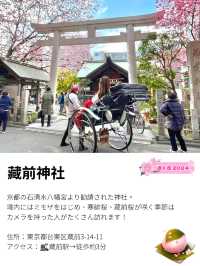 【藏前神社/東京都】ミモザと桜のコラボレーション
