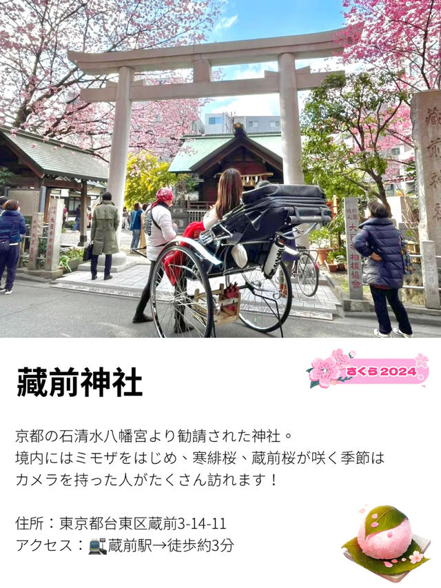 【藏前神社/東京都】ミモザと桜のコラボレーション