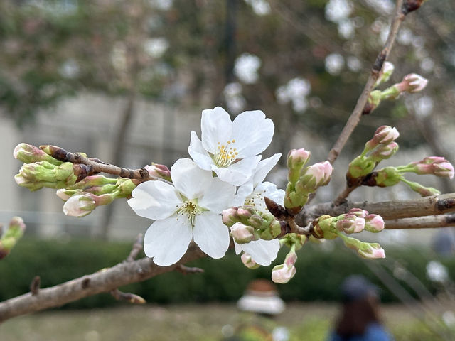 香港好去處 | 坐港鐵屯馬線去賞櫻(三) | 石門安景街公園