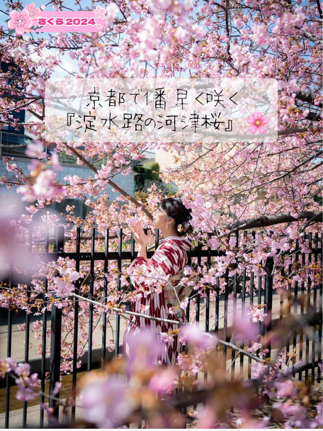 京都で1番最初に咲く桜🌸京都伏見『淀水路の河津桜』