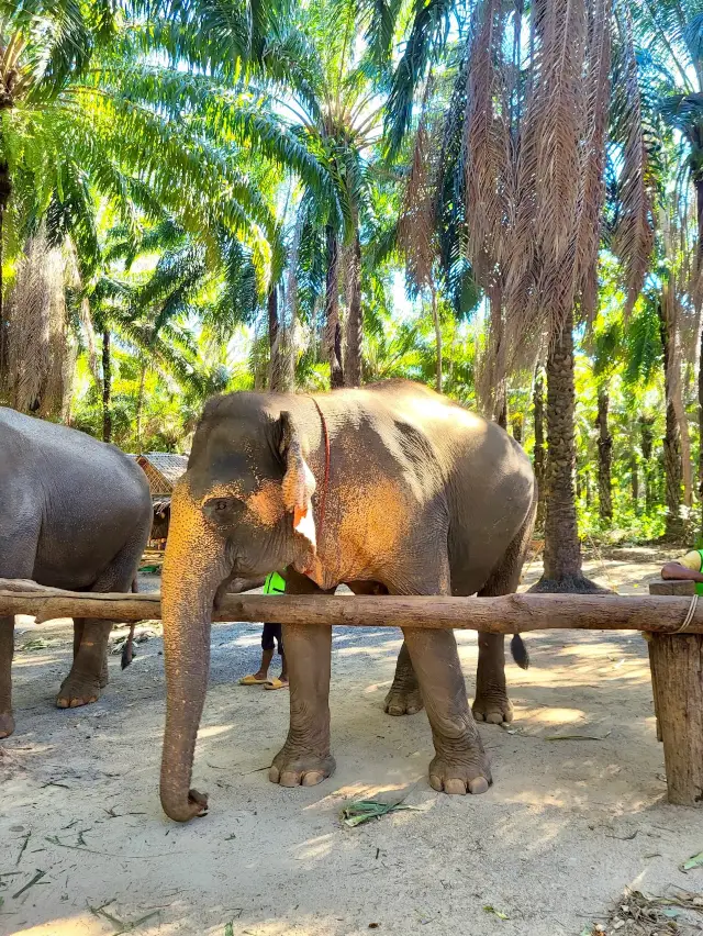 Krabi Elephant Shelter (Sanctuary)