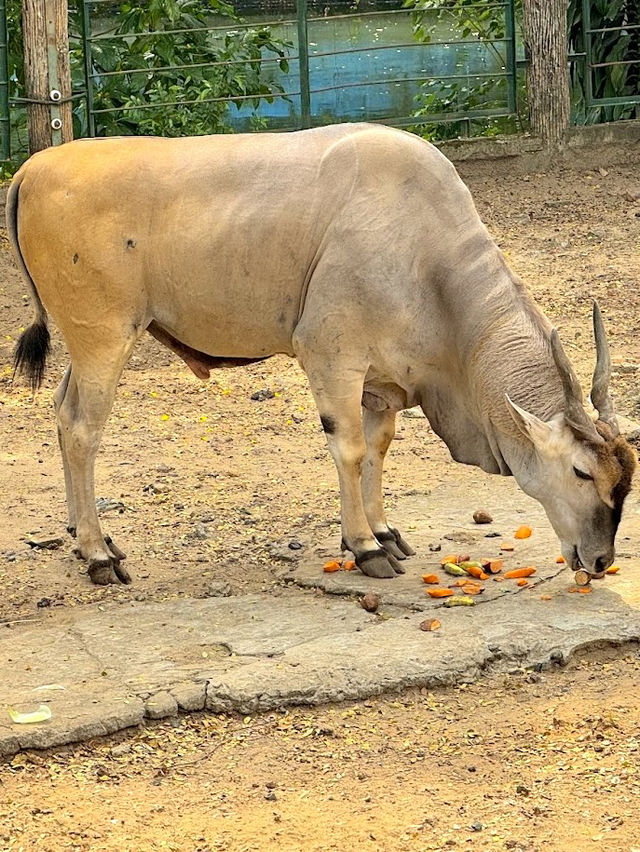 Saigon Zoo and Botanical Garden