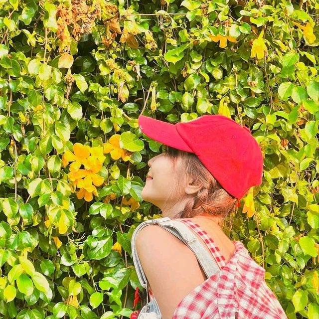 อัพเดตล่าสุด ดอกเหลืองชัชวาลย์🌼 คาเฟ่เขาใหญ่