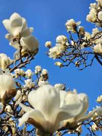 봄꽃명소:청라언덕목련포토존