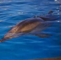 【水族館と絶景が楽しめる★】八景島シーパラダイス