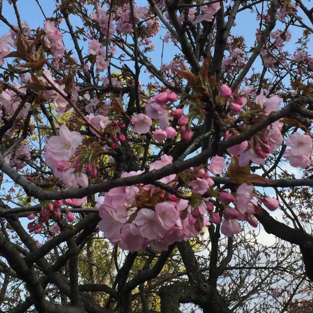 大阪　造幣局　桜の通り抜け