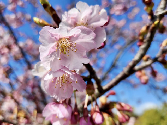 Umami-kyuryo Park 